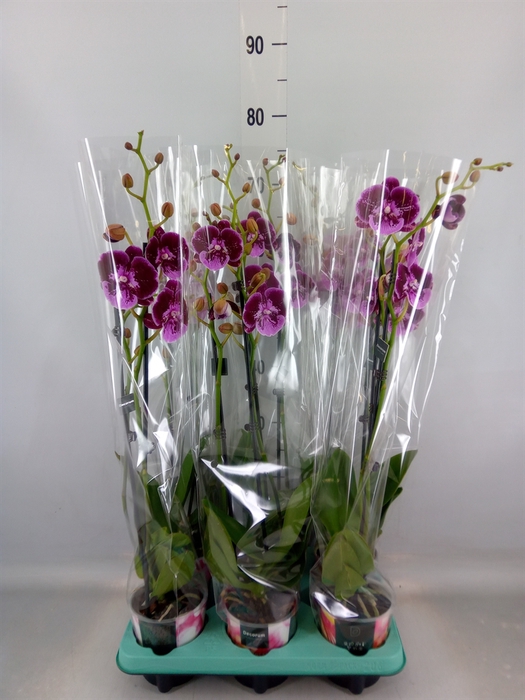 <h4>Phalaenopsis   ...</h4>