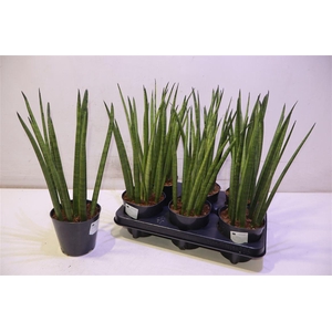 arr8 Sansev Cy Overig