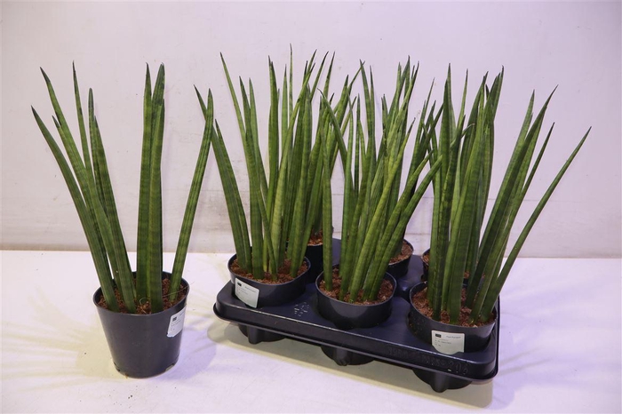 <h4>arr8 Sansev Cy Overig</h4>