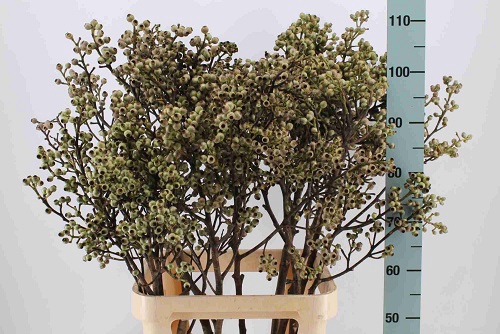 <h4>Euc.Torreliana stem</h4>