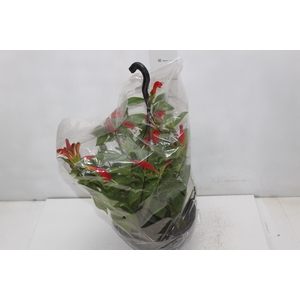 AESCHYNANTHUS SPECIOSUS C21