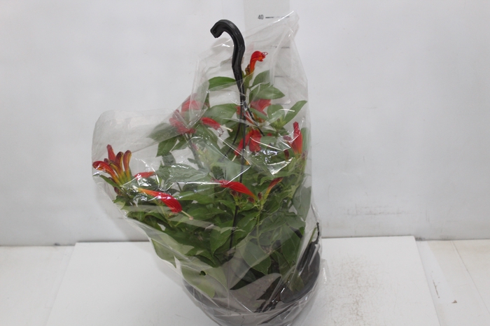 <h4>AESCHYNANTHUS SPECIOSUS C21</h4>