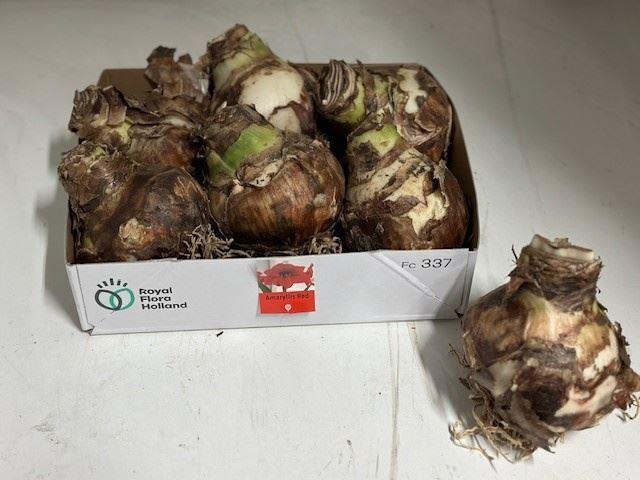 <h4>Hippeastrum bol</h4>