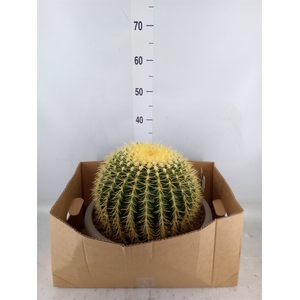 Echinocactus grusonii