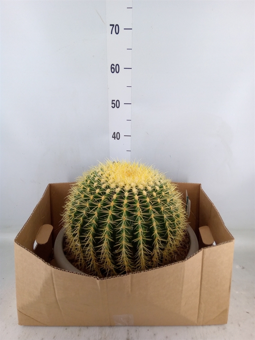 <h4>Echinocactus grusonii</h4>