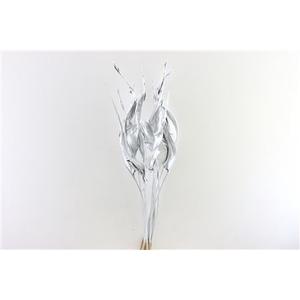 Dried Strelitzia 10pc Silver Bunch Slv