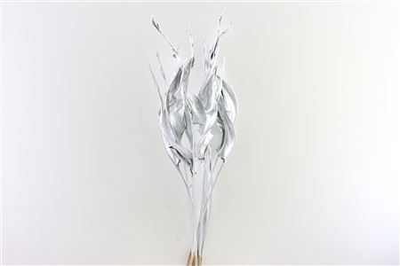 Dried Strelitzia 10pc Silver Bunch Slv