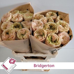 R GR BRIDGERTON