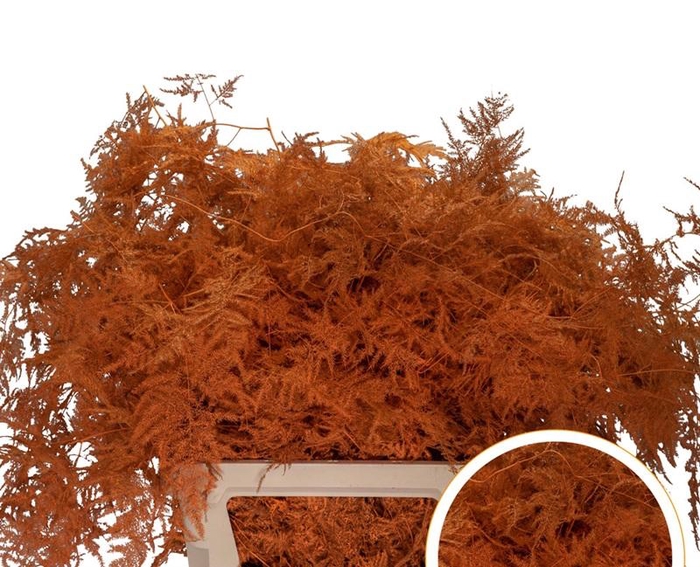 <h4>Asparagus L.Getopt Oranje X50</h4>