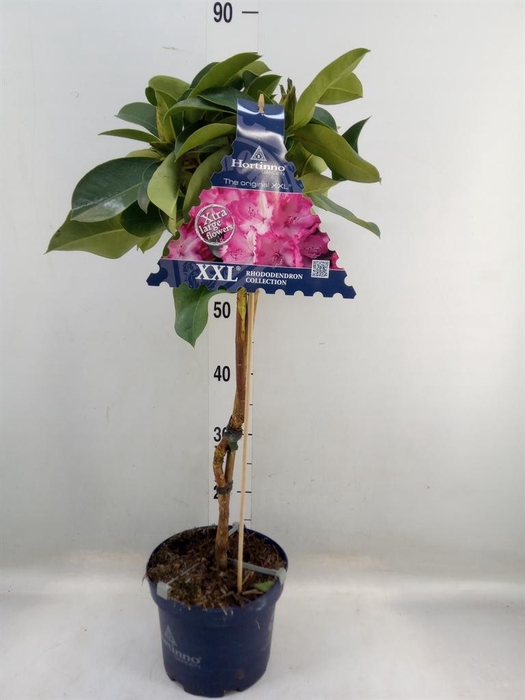 <h4>Rhododendron 'Rhodo XXL'</h4>