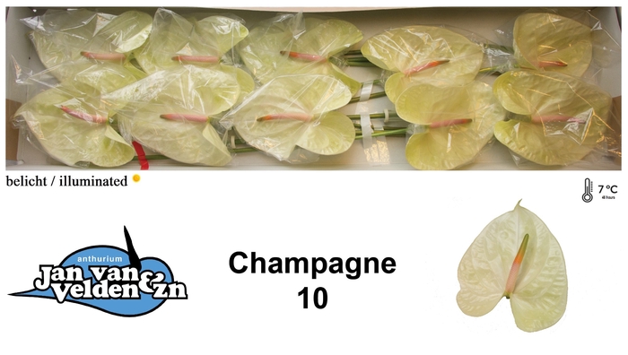 <h4>Anthurium Champagne</h4>