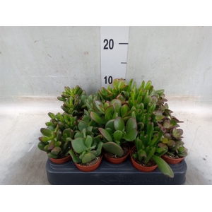 Crassula   ...mix