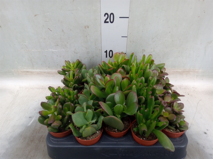 <h4>Crassula   ...mix</h4>