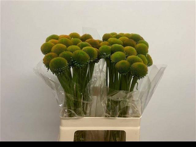 <h4>ECHI WHITE SWAN</h4>