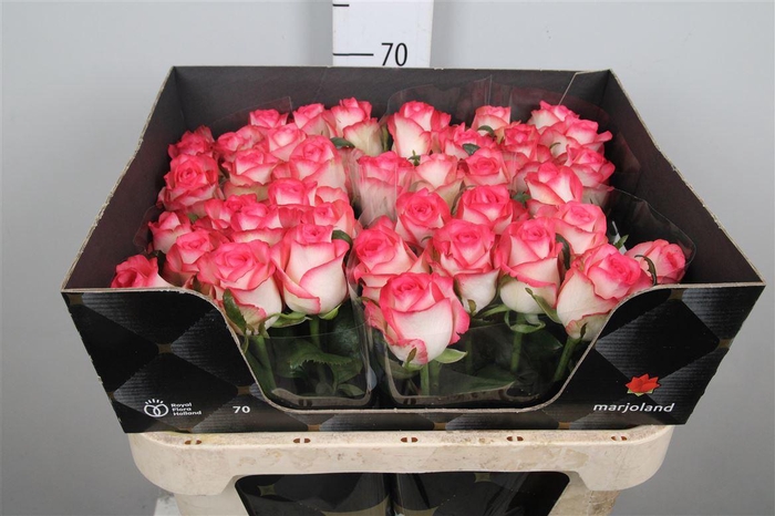 <h4>R Gr Jumilia</h4>