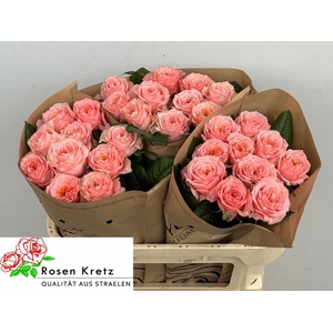 ROSA GR 'ELENA'