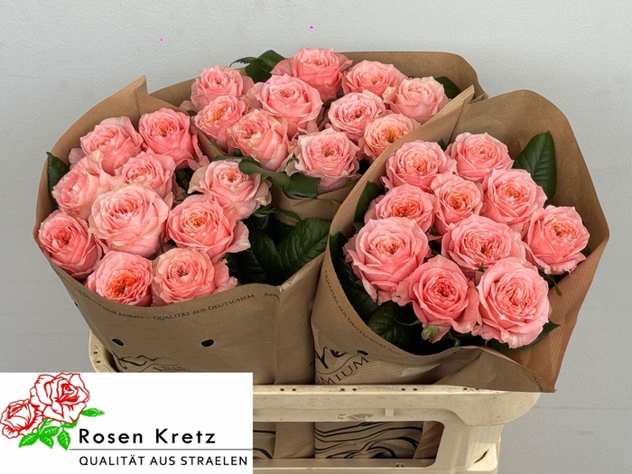 <h4>ROSA GR 'ELENA'</h4>