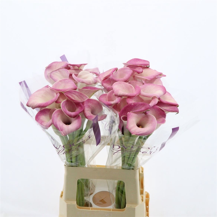 <h4>Calla Denver</h4>