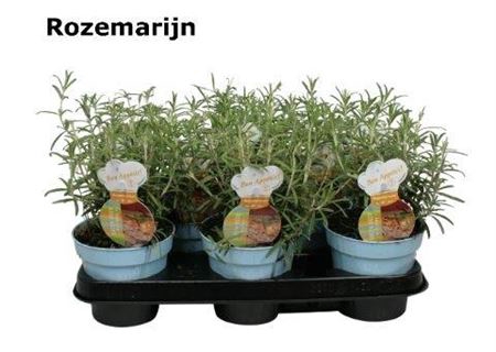 <h4>Romarinus Officinalis Rozemarijn</h4>