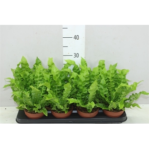 Asplenium Crispy Wave