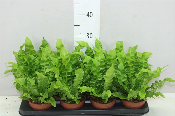 <h4>Asplenium Crispy Wave</h4>