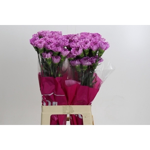 Dianthus St Yukari Scuro