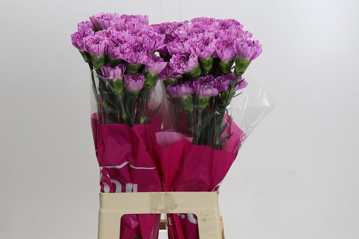 <h4>Dianthus St Yukari Scuro</h4>