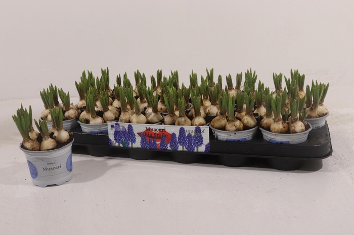 <h4>MUSCAR BIG SMILE</h4>