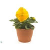 Viola wr. 'Matrix Yellow'
