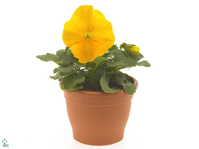 Viola wr. 'Matrix Yellow'