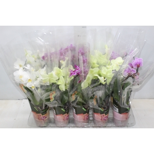 PHALAENOPSIS CORACAO P09