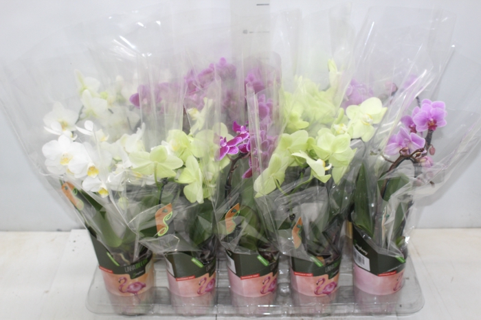 <h4>PHALAENOPSIS CORACAO P09</h4>