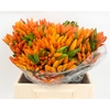 Capsicum Fire Orange