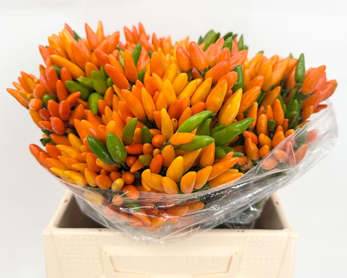 <h4>Capsicum Fire Orange</h4>