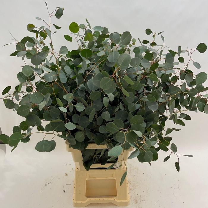 <h4>Eucalyptus populus</h4>