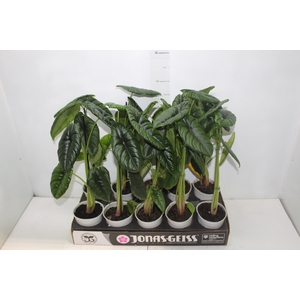 ALOCASIA PUNCAK BORNEENSIS P12