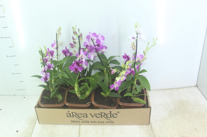 <h4>DENPHALAEN MINI P12 QUADRADO</h4>