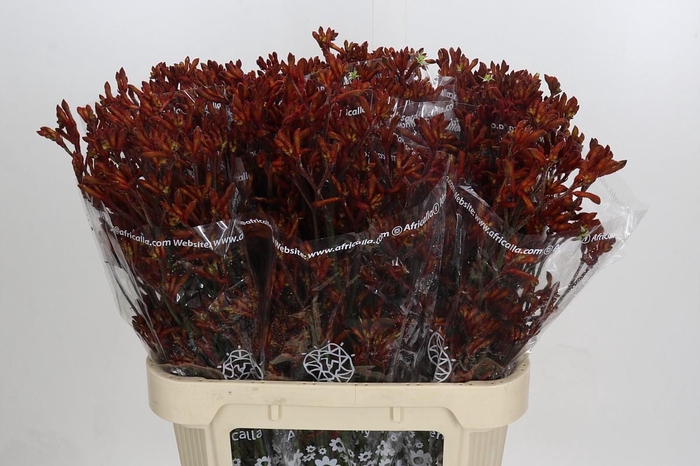 <h4>Anigozanthos Skippy Morning Sun</h4>