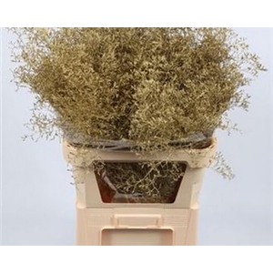 Limonium Beltlaard Klb Gold