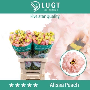 Lisianthus Alissa Peach 996