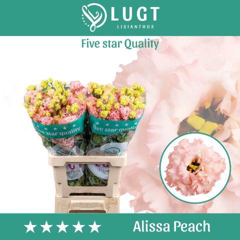 <h4>Lisianthus Alissa Peach 996</h4>