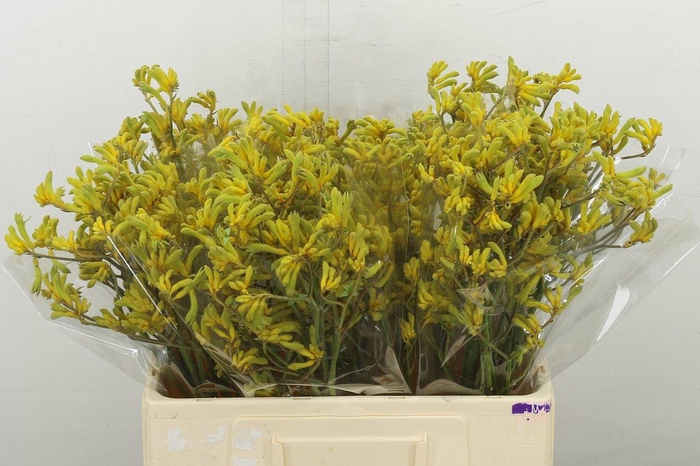 <h4>Anigoz Bush Down</h4>