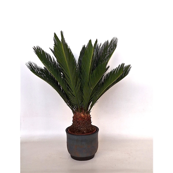 <h4>Cycas in Mace pot</h4>