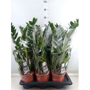 Zamioculcas zamiifolia