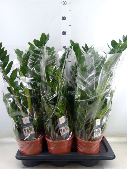 <h4>Zamioculcas zamiifolia</h4>