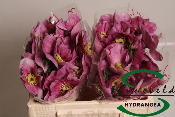 <h4>HELL AAR BELLA PINK</h4>