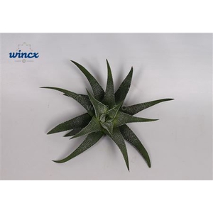 Haworthia Concolor Cutflower Wincx-8cm