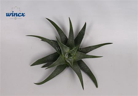 Haworthia Concolor Cutflower Wincx-8cm