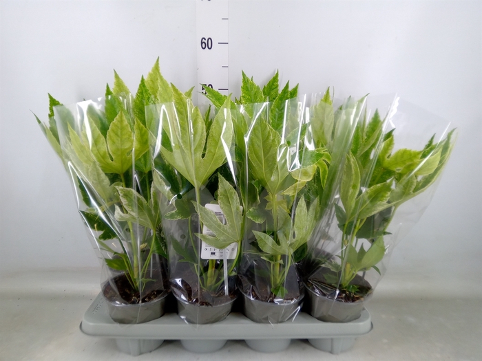 <h4>Fatsia japonica 'Variegata'</h4>