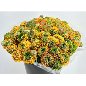 Ranunculus Clooney Pon Pon Merlino